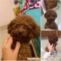 RED TOY POODLE HILANG dari Rumah di Jalan Kiray, Andara, Pondok Labu