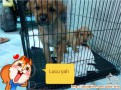 Anjing untuk adopsi