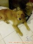 Golden Retriever umber 1 than mencari seorang Dog Lover