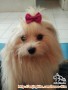 Dicari Anjing Hilang !!