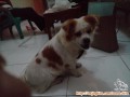 MENCARI PENGADOPSI ANJING YANG BAIK HATI