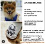 ANJING POM HILANG