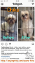 Anjing *zhu Chika Hilang di Nusa Loka BSD Tangerang 3 Maret 2017