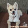 TELAH HILANG ANJING POM DI GIRI LOKA BSD, SERPONG