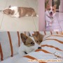 ANJING CORGI HILANG