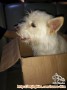 Anjing White Terrier
