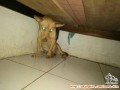 Help me please, perut anjing saya bengkak dan turun sebelah