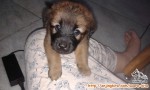 Mendesak ! Anjing untuk diadopsi