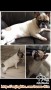 ANJING FRENCH BULLDOG HILANG di daerah TOMANG!