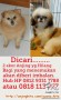 Mohon bantuan, bagi yg menemukan 2 ekor anjing hilang