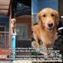 Anjing Golden Hilang di Regency Melati Mas