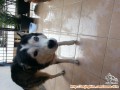 Hibah husky free