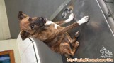 Dog for adoption