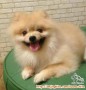 ANJING POM HILANG (MALANG)