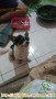 Chihuahua hilang
