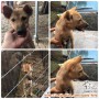 Open Adoption for Louie