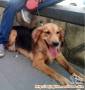 Hilang Anjing Labrador