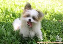 Hibah Mix Breed Shih Tzu X Mini Pom (1,5 tahun) FREE, Bandung