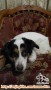 For adoption, Spot. Pekingese mix Kintamani