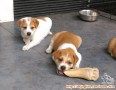 PUPPIES for adoption