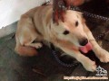 Urgent hibah golden retriever penting
