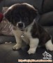Dihibahkan anak anjing