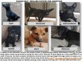 RESCUED PUPPIES FOR ADOPTION