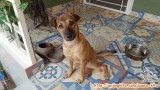 Dihibahkan ANJING 1,2 tahun