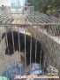 Yang mau anakan anjing kampung umur 2 bulan