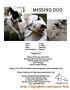Missing Dog (Mix Dog)