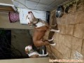 Dihibahkan/gratis sepasang anjing pitbull APBT umur 2 tahun