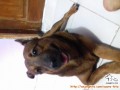 URGENT! SEGERA ADOPSI