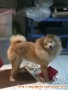 Hibah POM MIX SHIHTZU
