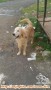 Di temukan anjing golden jantan