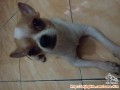 Menemukan anjing