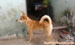 hibah anjing umur sekitar 6-7 bulan