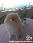 Anjing Hilang Pom