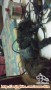 ANJING SHIH TZU HILANG HITAM (MALANG) DAERAH PANDANARUM