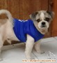 Dicari Anjing Hilang di Bali. Pake baju tulisan I‘m not a PANDA.