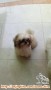 Anjing hilang