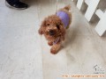 hibah 3 anjing toy poodle