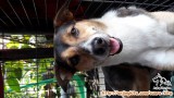 Hibah adopsi anjing mix breed