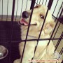 A Golden Girl Needs New Home