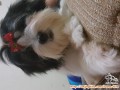 Anjingku shih tzu hilang