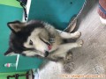 Seberian husky