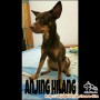 Mohon Bantuan nya Anjing Hilang