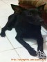Mohon Bantuan Nya Anjing Hilang