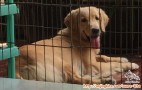 Dihibahkan Golden Retriever