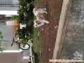 Anjing Mix Kecil Hilang di Lippo Cikarang