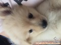 Mencari pengadopsi anjing